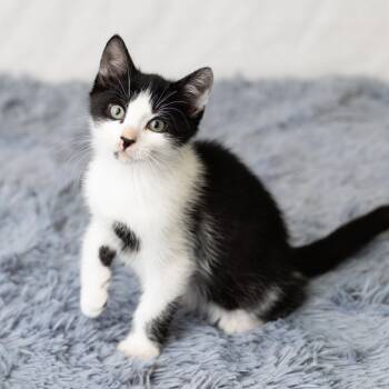 Rescue Domestic Short Hair Cats for Adoption in Saint Paul, Minnesota - Isosceles | PetCurious