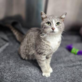 Grace -  Domestic Short Hair Cat for Adoption in Dixon, Illinois - Grace | PetCurious