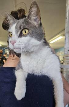Tyko -  Domestic Medium Hair Cat for Adoption in Claremont, New Hampshire - Tyko | PetCurious