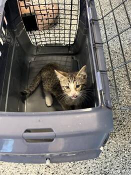 Domestic Short Hair Cats Available for Adoption in Palmetto, Florida - A136611 | PetCurious