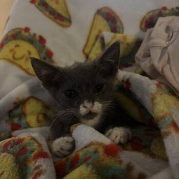 Pluto -  Domestic Short Hair Cat for Adoption in Tampa, Florida - Pluto | PetCurious