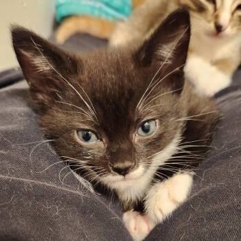 Domestic Medium Hair Cats Available for Adoption in Chapel Hill, North Carolina - Sun Bear | PetCurious
