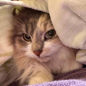 Domestic Long Hair Cats Available for Adoption - Muffin - WC | PetCurious