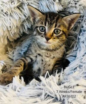 Bugle -  Domestic Short Hair Cat for Adoption - Bugle | PetCurious