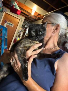 Biscayne -  Domestic Short Hair Cat for Adoption in Cleveland, Ohio - Biscayne | PetCurious