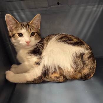Studly -  Domestic Short Hair Cat for Adoption in Chattanooga, Tennessee - Studly | PetCurious