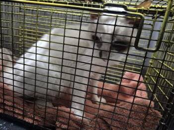 Domestic Short Hair Cats Available for Adoption in San Antonio, Texas - JEWEL | PetCurious