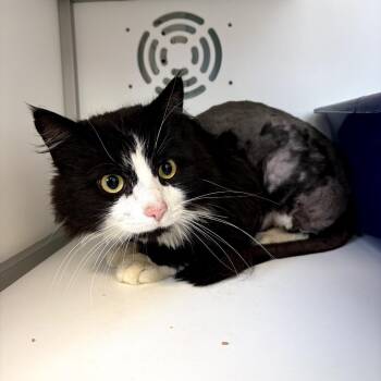 Frisbee -  Domestic Long Hair Cat Available for Adoption in Boston, Massachusetts - Frisbee | PetCurious