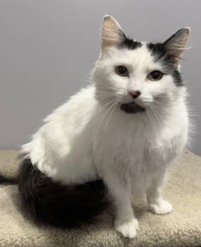 Rescue Domestic Long Hair Cats for Adoption in Winchester, California - Basandere | PetCurious