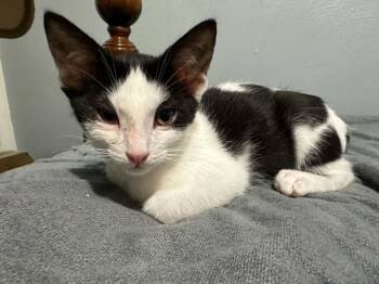 Cosmos -  Domestic Short Hair Cat for Adoption in Battle Creek, Michigan - Cosmos | PetCurious