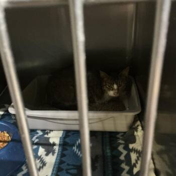 Domestic Short Hair Cats Available for Adoption - Chevelle | PetCurious