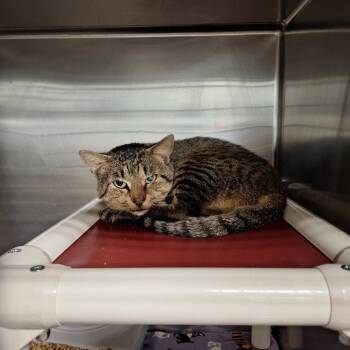 Rescue Domestic Short Hair Cats for Adoption in Gautier, Mississippi - Jubal | PetCurious