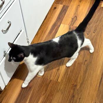 Kodiak -  Domestic Short Hair Cat for Adoption in Springfield, Oregon - Kodiak | PetCurious