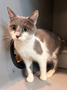 RAINE -  Domestic Short Hair Cat for Adoption in Leesburg, Virginia - RAINE | PetCurious