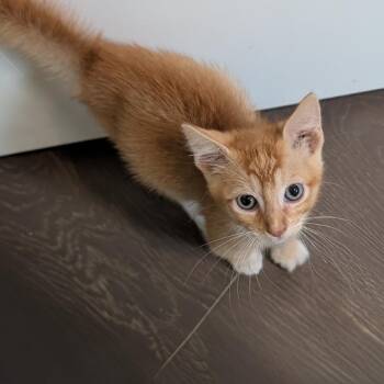 Lamar -  Domestic Short Hair Cat for Adoption in Austin, Texas - Lamar | PetCurious