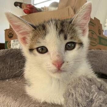 Domestic Short Hair Cats Available for Adoption in Elfin Forest, California - Bobsleigh | PetCurious