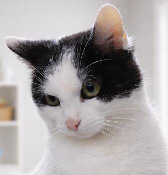 Domestic Short Hair Cats Available for Adoption in Cuyahoga Falls, Ohio - Babs | PetCurious