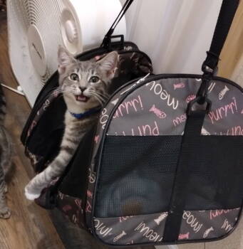 Rescue Domestic Short Hair Cats for Adoption in Battle Ground, Washington - Juniper (Blue) | PetCurious