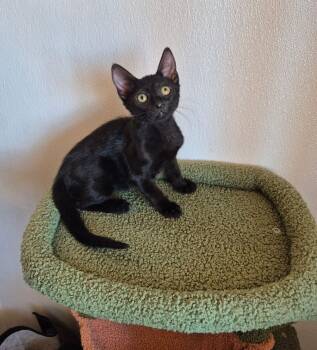 Fig -  Domestic Short Hair Cat for Adoption in Kingman, Arizona - Fig | PetCurious