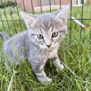 Cookie -  Domestic Short Hair Cat Available for Adoption in Fort Collins, Colorado - Cookie | PetCurious