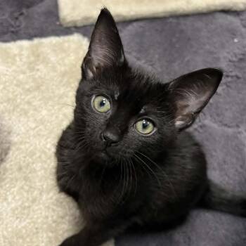 Domestic Short Hair Cats Available for Adoption in Hampton Bays, New York - Willy | PetCurious