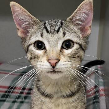 Monsoon -  Domestic Short Hair Cat for Adoption in Grayslake, Illinois - Monsoon | PetCurious