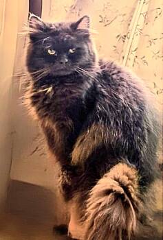 Persian Cats Available for Adoption in Snow Hill, Maryland - Beck | PetCurious