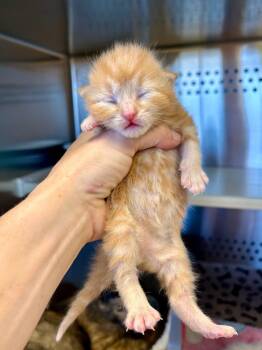 Domestic Short Hair Cats Available for Adoption in West Union, Ohio - Davy Jones | PetCurious