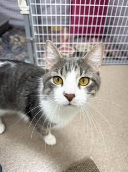 Hector - sooooo sweet and adorable -  Domestic Short Hair Cat for Adoption in Oshkosh, Wisconsin - Hector - Sooooo Sweet And Adorable | PetCurious