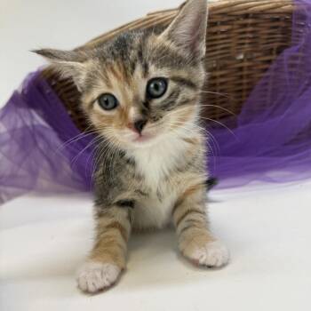 Tootsie Roll-C -  Domestic Short Hair Cat for Adoption in East St. Louis, Illinois - Tootsie Roll-C | PetCurious