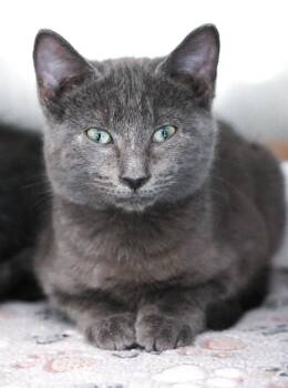 Tricky -  Domestic Short Hair Cat for Adoption in Monroe, Georgia - Tricky | PetCurious