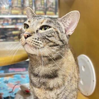 Rescue Domestic Short Hair Cats for Adoption in Carrollton, Texas - Ojos | PetCurious