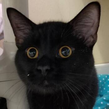 Domestic Short Hair Cats Available for Adoption in Mankato, Minnesota - Senor Thunder | PetCurious