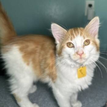 Russell - Playful and Social -  Tabby Cat for Adoption in Hoquiam, Washington - Russell - Playful And Social | PetCurious