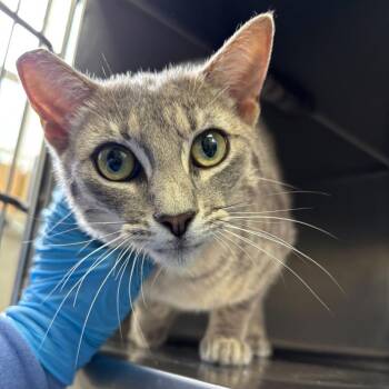 Freezer Burnt -  Domestic Short Hair Cat for Adoption in Carencro, Louisiana - Freezer Burnt | PetCurious