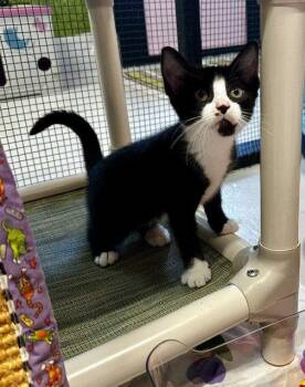 Apache -  Domestic Short Hair and Tuxedo Cat for Adoption in Sistersville, West Virginia - Apache | PetCurious