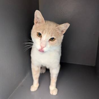 Dozer -  Domestic Short Hair Cat for Adoption in Canton, North Carolina - Dozer | PetCurious