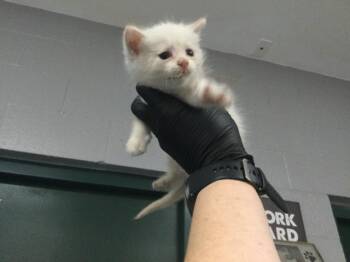 Domestic Short Hair Cats Available for Adoption in Thousand Palms, California - A1918572 | PetCurious