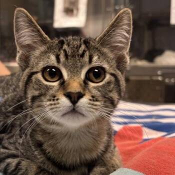 Reggie -  Domestic Short Hair Cat for Adoption in Merriam, Kansas - Reggie | PetCurious