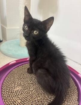 Coraline (A142511) -  Domestic Short Hair Cat for Adoption in Burbank, California - Coraline (A142511) | PetCurious