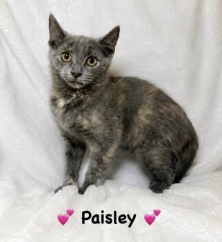 Paisley -  Tortoiseshell Cat for Adoption in Copley, Ohio - Paisley | PetCurious