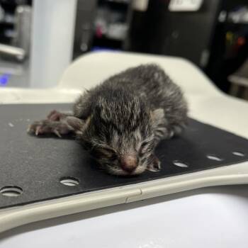Domestic Short Hair Cats Available for Adoption in Pauls Valley, Oklahoma - Pomelo | PetCurious