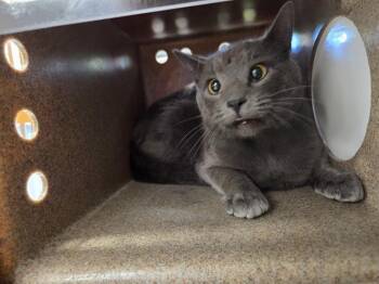 Domestic Short Hair Cats Available for Adoption in Kent, Washington - TEEVEE | PetCurious
