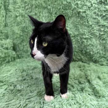 Domestic Short Hair Cats Available for Adoption - Woody | PetCurious