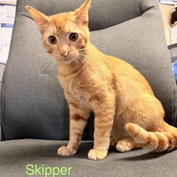 Skipper -  Domestic Short Hair Cat for Adoption in Buffalo, Minnesota - Skipper | PetCurious