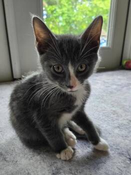 Jax -  Domestic Short Hair Cat for Adoption in West Palm Beach, Florida - Jax | PetCurious