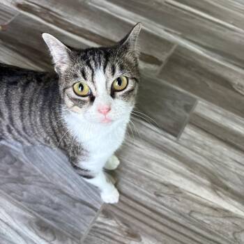 Willa -  Domestic Short Hair Cat for Adoption in West Des Moines, Iowa - Willa | PetCurious