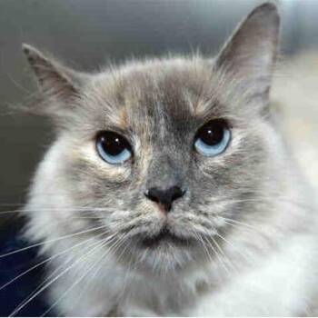 Samie -  Himalayan Cat for Adoption in West Palm Beach, Florida - Samie | PetCurious