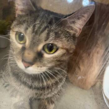 Domestic Short Hair Cats Available for Adoption in Philadelphia, Pennsylvania - Pepsi | PetCurious