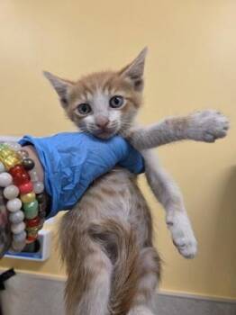 Domestic Short Hair Cats Available for Adoption in Honolulu, Hawaii - Ben | PetCurious